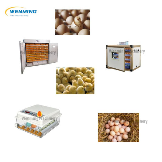 Large Chicken Incubator
