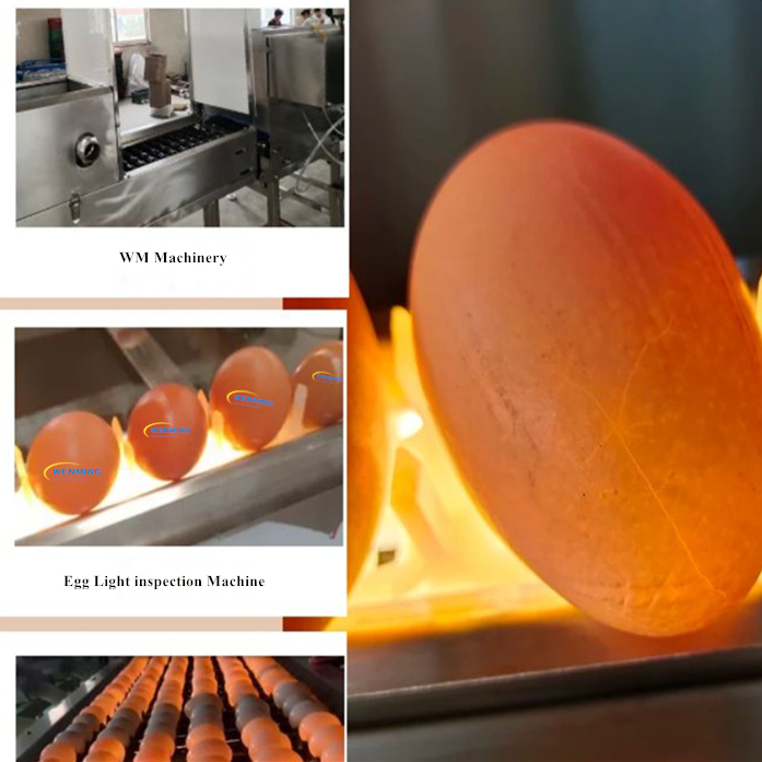 Egg Detecting Machine 