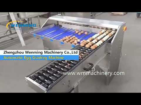 Automatic Chicken Egg Sorting Machine for sale