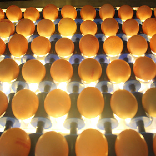 Egg Quality Detection Systems